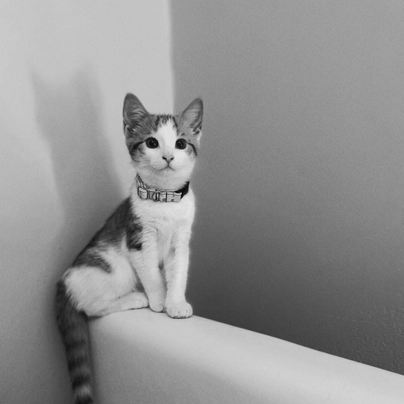 Meet your Posher, Sage - Picture 10 of 12